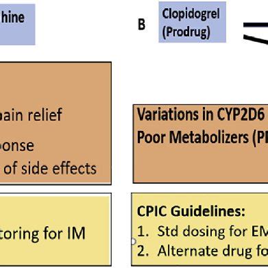 E Genetic Polymorphisms In Drug Metabolizing Enzymes A CYP2D6