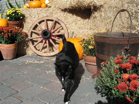 Yes, pets are typically allowed, but it's always best to call. Fall Getaways at Carmel Country Inn
