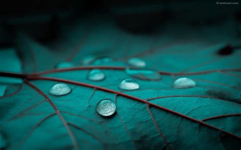 rain wallpaper drops 36 - 1280 x 800