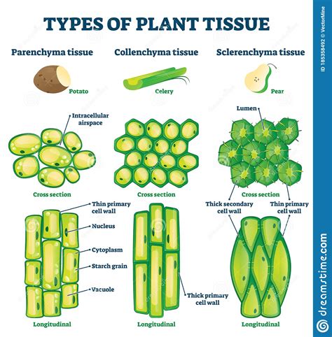 Maybe you would like to learn more about one of these? Plant Tissue Types Vector Illustration. Labeled ...