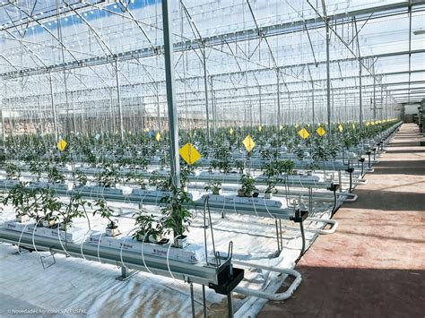 Nuevo Proyecto De Invernaderos Para El Cultivo Hidropónico De Tomate En