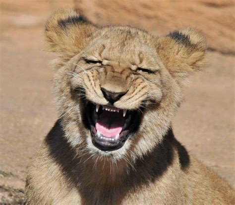 Animals Laughing World Of Photos