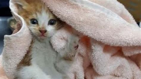 5 Week Old Kitten Miraculously Survives 12 Mile Journey Inside Car Engine Mashable