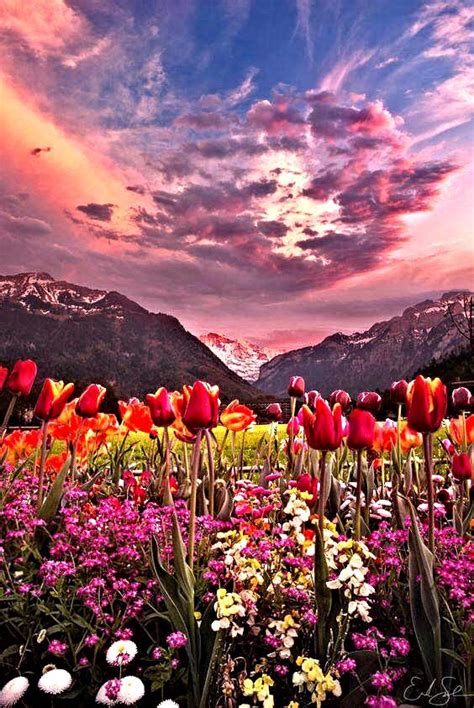 Valley Of Tulips Interlaken Switzerland Beautiful Nature Nature
