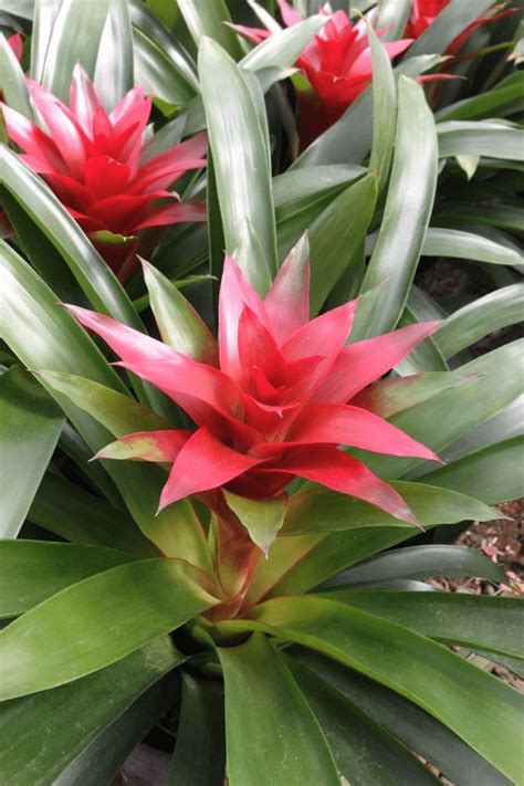 How To Care For Your Bromeliad Plant Bromeliads Plants Plant