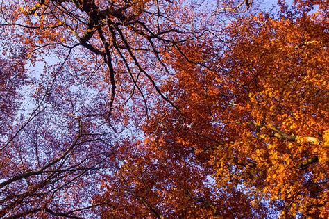 Hd Wallpaper Autumn Tree Leaves Aesthetic Golden