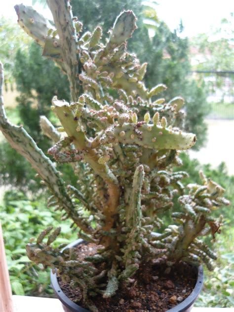 Cacti come in many different shapes and sizes but in general can be separated into two groups, the these plants don't grow particular fast so you don't need to apply fertiliser to your cactus more than a. My Own Cactus & Succulent | kinds of ornamental plants