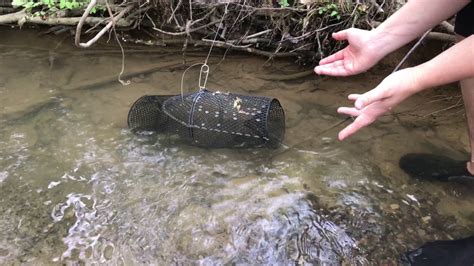 How To Catch Crawfish With A Minnow Trap Youtube