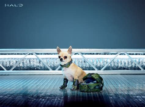 Xbox 360 dog gamerpic from pbs.twimg.com. Xbox Put Dogs In PUBG, Halo, And Gears Of War Cosplay ...