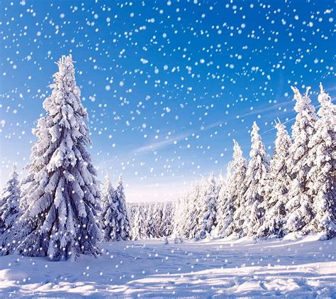 Winter Forest Fir Snow Tree Hd Wallpaper Peakpx