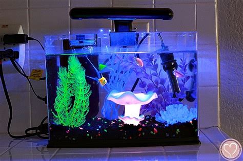 Glofish Aquarium Review Everything To Know Before You Buy