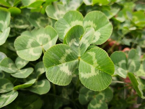 Is Clover A Weed And What Does It Look Like Clover Identification Guide