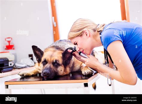 Veterinarian Examining German Shepherd Dog With Sore Ear Stock Photo