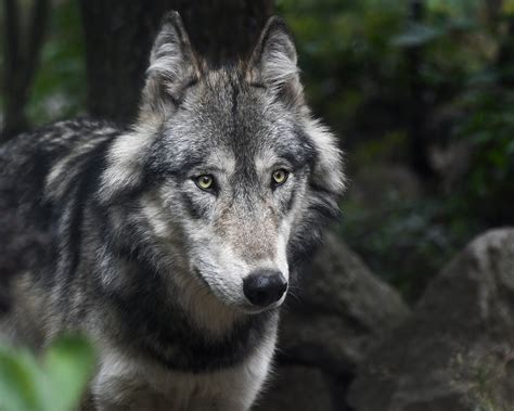 Gray wolf population in peril unless Biden restores 'endangered species