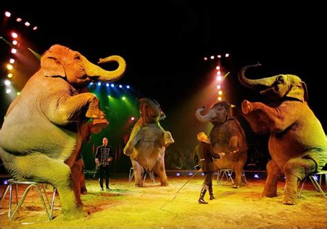 Funny Elephants Pictures Elephants In Circus