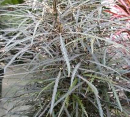 The more it matures the. Dizygotheca elegantissima - Glasshouse Works