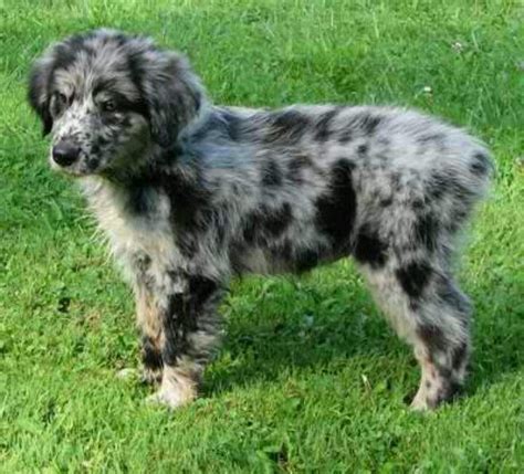 When looking for an australian shepherd golden retriever mix, it's a good idea to find out if they're a breed that has been shown in shows before. Golden retriever and australian shepard mix | Dog breeds ...