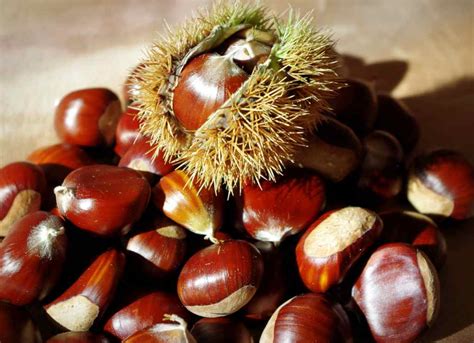 Chestnut The Fruit That Symbolizes Fall Origin Purpose And Ways To