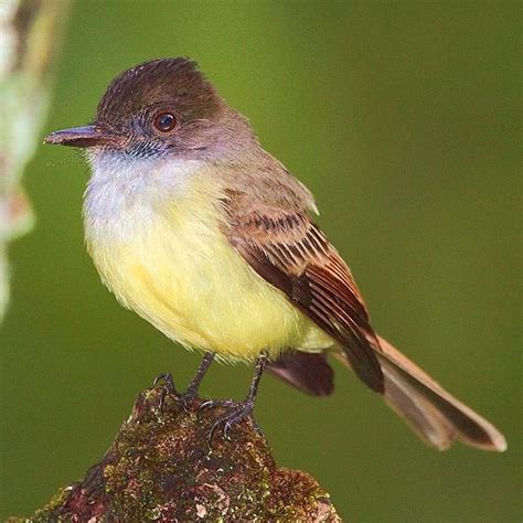 Dusky Capped Flycatcher Myiarchus Tuberculifer Wildlife Journal Junior