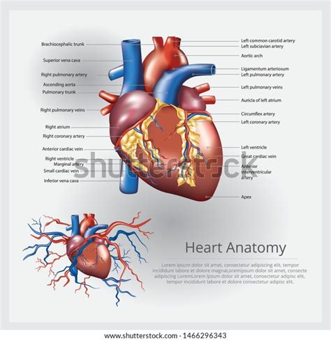 Human Heart Anatomy Vector Illustration Stock Vector Royalty Free