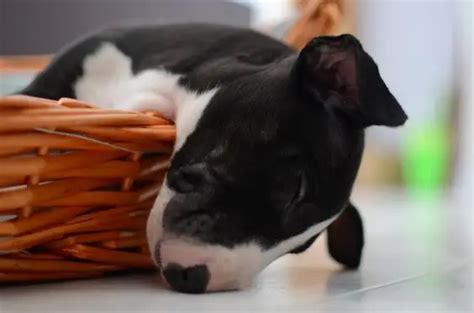 33 English Bull Terriers Sleeping In Totally Ridiculous Positions