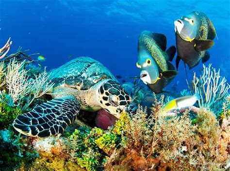 Mesoamerican Barrier Reef 8a Coral Reefs