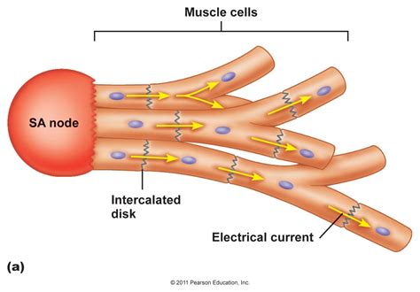 Cardiovascular system anatomy and physiology: Chapter 13