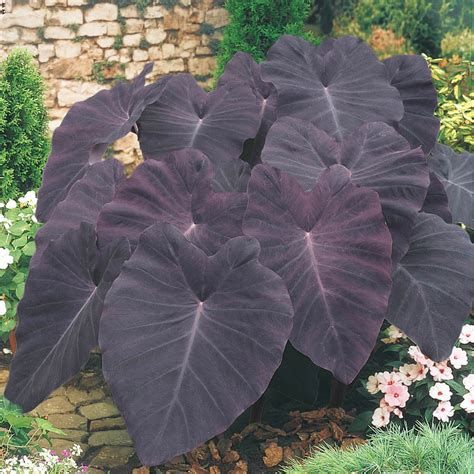 Black Magic Elephant Ear Plants, Bulbs & Seeds at Lowes.com