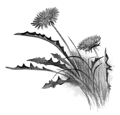 Digital Stamp Design Antique Illustration Free Dandelion Wildflower