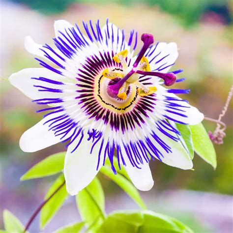 Passion Flower Tea Benefits And Side Effects Best Flower Site