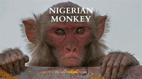 Nigerian Monkey Description And Facts Primates Park