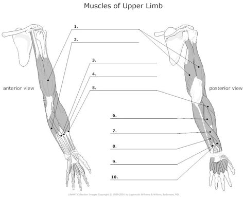 Muscles Of Upper Limb Unlabeled Arm Muscle Anatomy Arm Anatomy