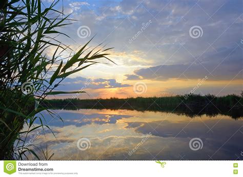 Reed Against The Sunset Stock Image Image Of Cloud Danube 72924713