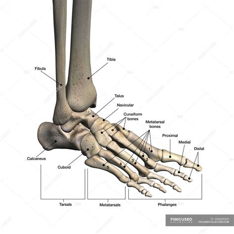 Bones Of Human Foot With Labels On White Background — Phalanx Fibula