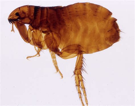Fleas Allgon Pest Control