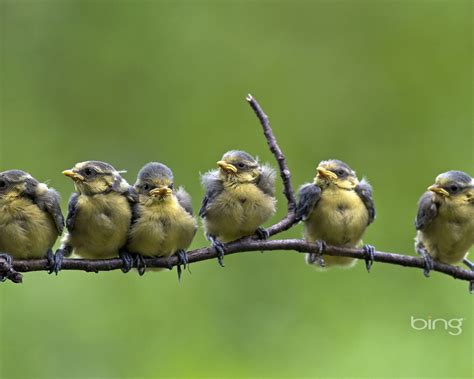 Bing Images As Wallpaper Birds