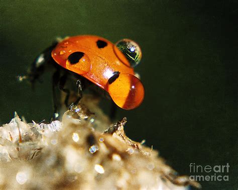 Wet Lady Bug Photograph By Billie Jo Miller Fine Art America