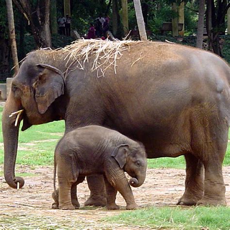 Kumpulan gambar binatang, koleksi gambar binatang, gambar hewan, mewarnai gambar binatang, gambar kucing, gambar gajah, gambar binatang lucu, gambar anjing, gambar binatang animasi. Ide 31+ Gambar Hewan Gajah