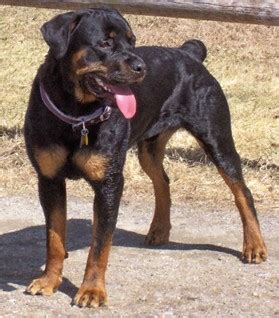 These lovable, energetic rottweiler puppies grow into intelligent and courageous working class dogs. Rottweiler Rescue Interview