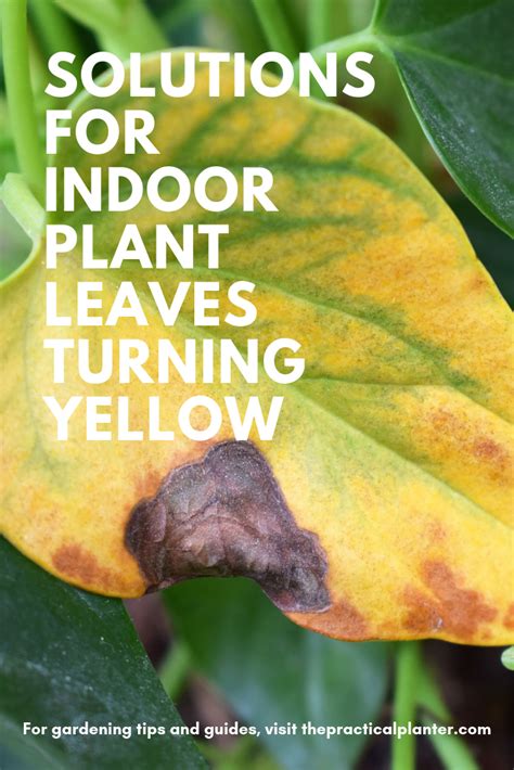 Indoor Plant Leaves Turning Yellow Fixes For 7 Common Causes Plant