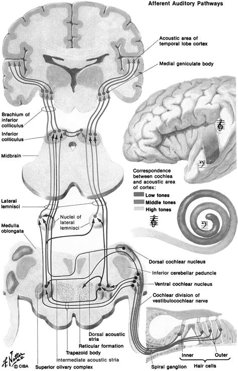 Central Projections In Auditory System As Illustrated By Netter
