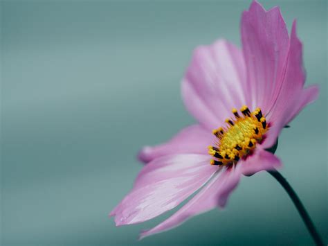 Bunga berwarna kuning gambar pixabay com unduh gambar gambar gratis yang menakjubkan tentang bunga berwarna kuning untuk digunakan gratis tidak ada atribut gambar foto bunga warna merah terindah gambar. Gambar : mekar, menanam, daun bunga, serbuk sari, berwarna ...