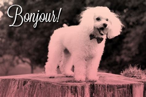 Why not choose a french dog name for your new furry best friend? French Dog Names That Make You Say 'Oooh La La'