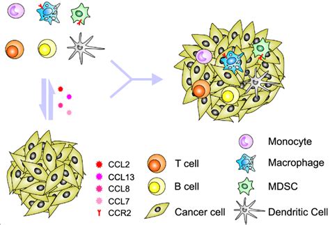 Crosstalk Between Tumor Cells And Pro Inflammatory Factors In The Tumor