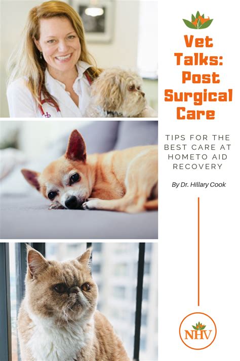 Post Surgical Care For Your Pet Nhv Pet Health Blog Pets Natural