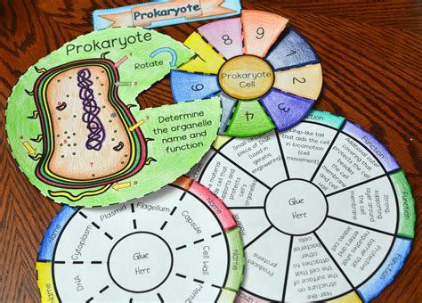 Math In Demand Prokaryote Cell Wheel Foldable