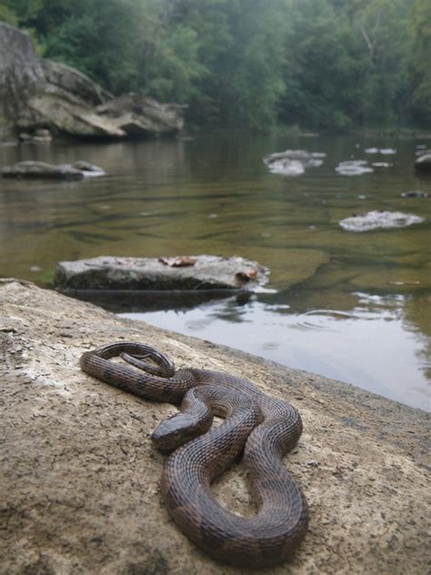Black diamond was started in 1940 and incorporated in 1949. 24 best images about Snakes of southern Indiana!! on Pinterest