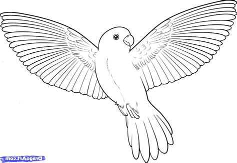 Drawing Flying Birds How To Draw A Flying Bird How To Draw A Bird Step