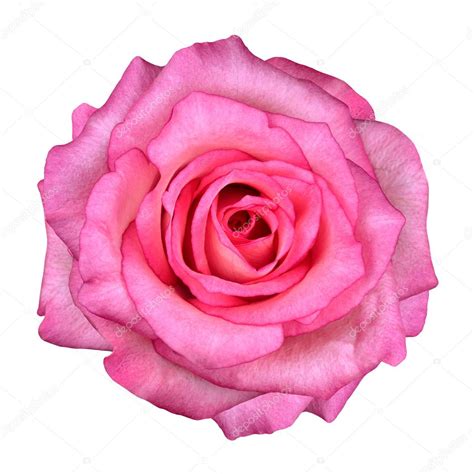 Pink Rose Flower Isolated On White Background — Stock Photo © Tr3gi