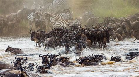 Best Time To Go To Serengeti National Park Serengeti